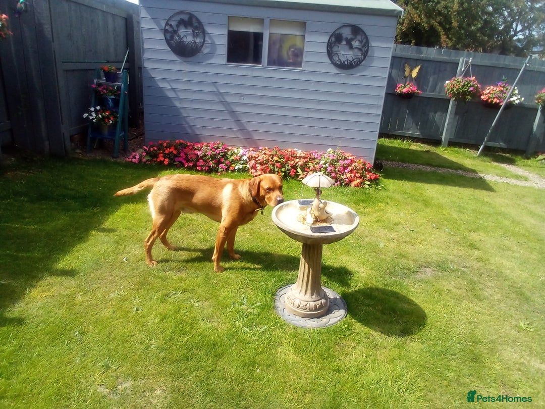Labrador Retriever dogs for sale: Fox red Labrador Retreiver - Image 1