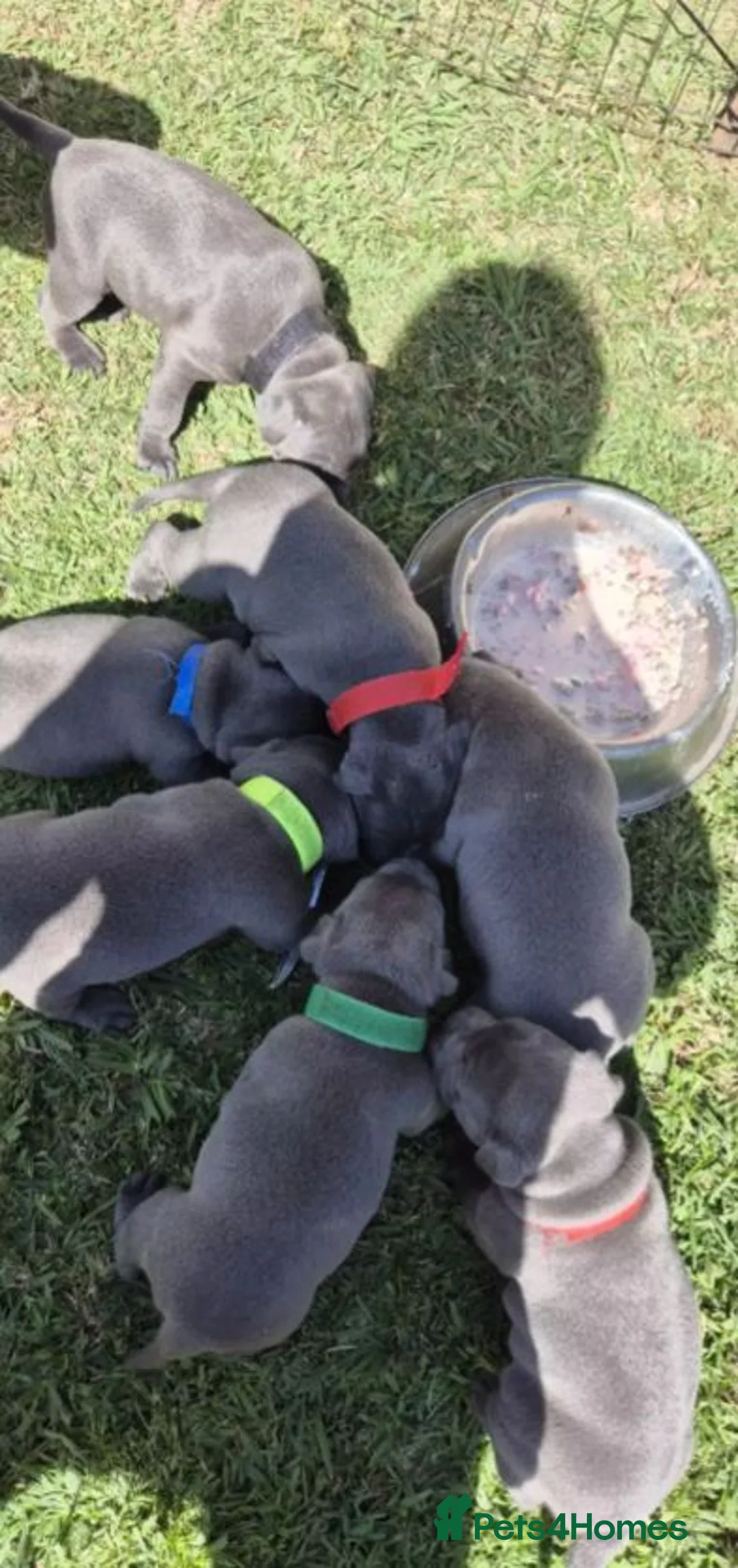 Staffordshire Bull Terrier dogs for sale: kskdalq Chunky staffy pups girls/boys in Chippenham - Advert 2