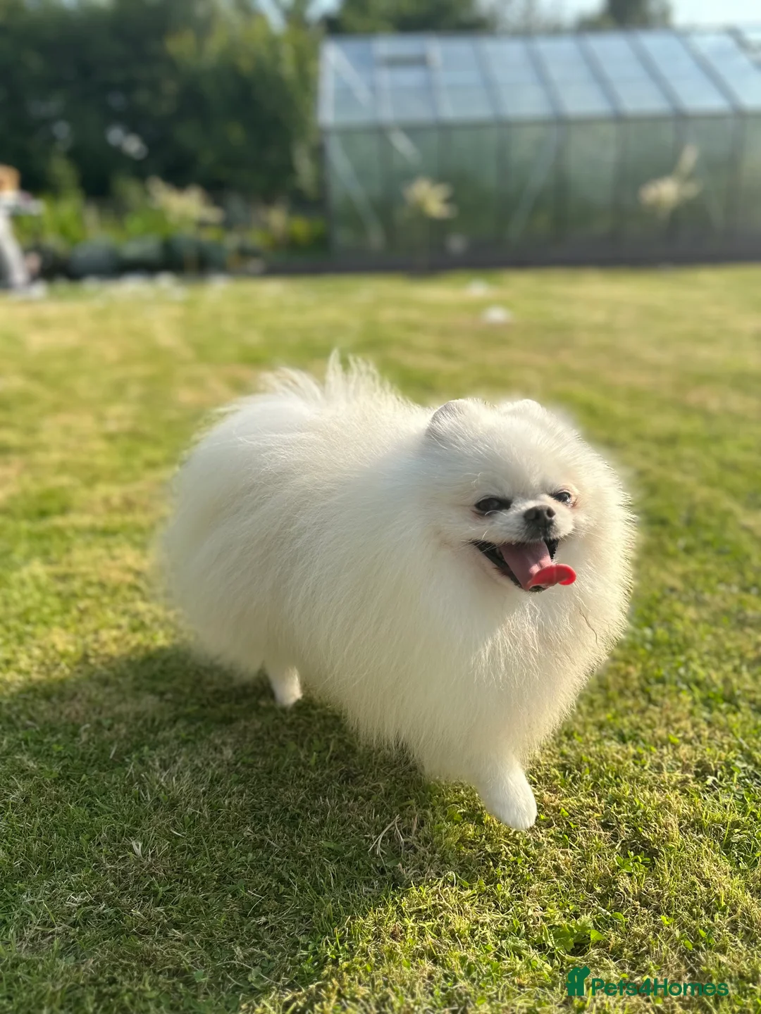 Pomeranian dogs for stud: Stunning optic white boy for stud duties in Lanark - Advert 4