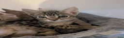 Savannah cats for sale: Stunning, affectionate, TICA f5sbt Savannahs - Advert 5