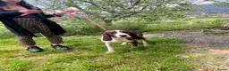 Mixed Breed dogs for adoption: Sejos in Penryn - Advert 5
