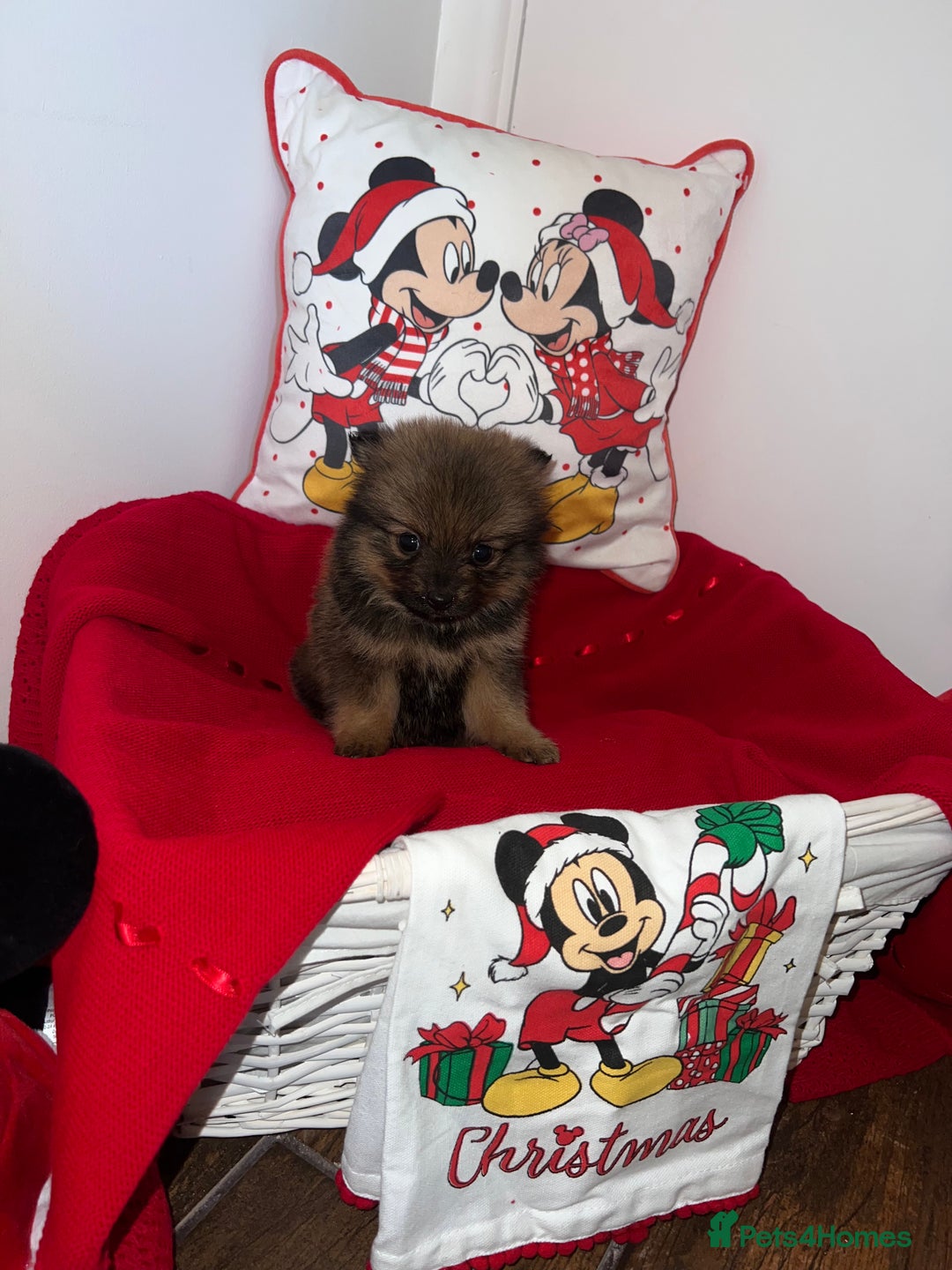 Pomeranian dogs for sale: Beautiful Pomeranian puppy’s  - Image 4
