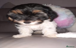 Lhasa Apso dogs for sale: 💜 REDUCED 💜 5* Kyi-Leos (Lhasa Apso/Maltese)   - Image 19