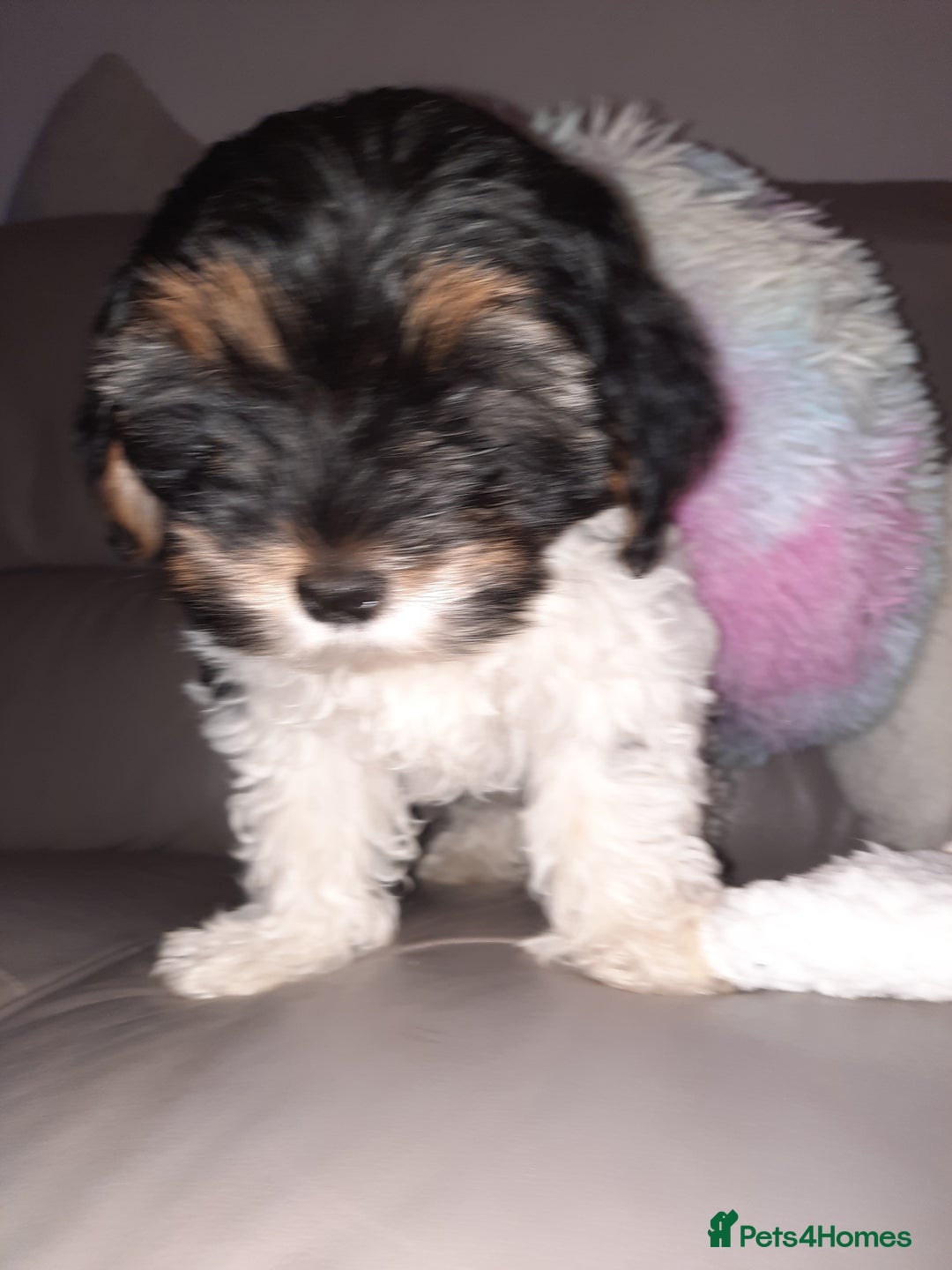 Lhasa Apso dogs for sale: 💜 REDUCED 💜 5* Kyi-Leos (Lhasa Apso/Maltese)   - Image 19