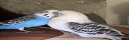 Budgerigars birds for sale: 2 male bonded budgies - Advert 1