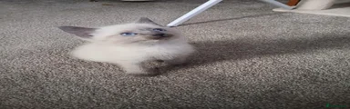 Ragdoll cross american bobtail kitten 