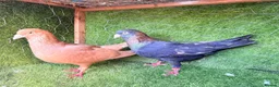 Pigeons birds for sale: Beautiful Quality Pigeons Healthy & Well Cared For - Advert 8