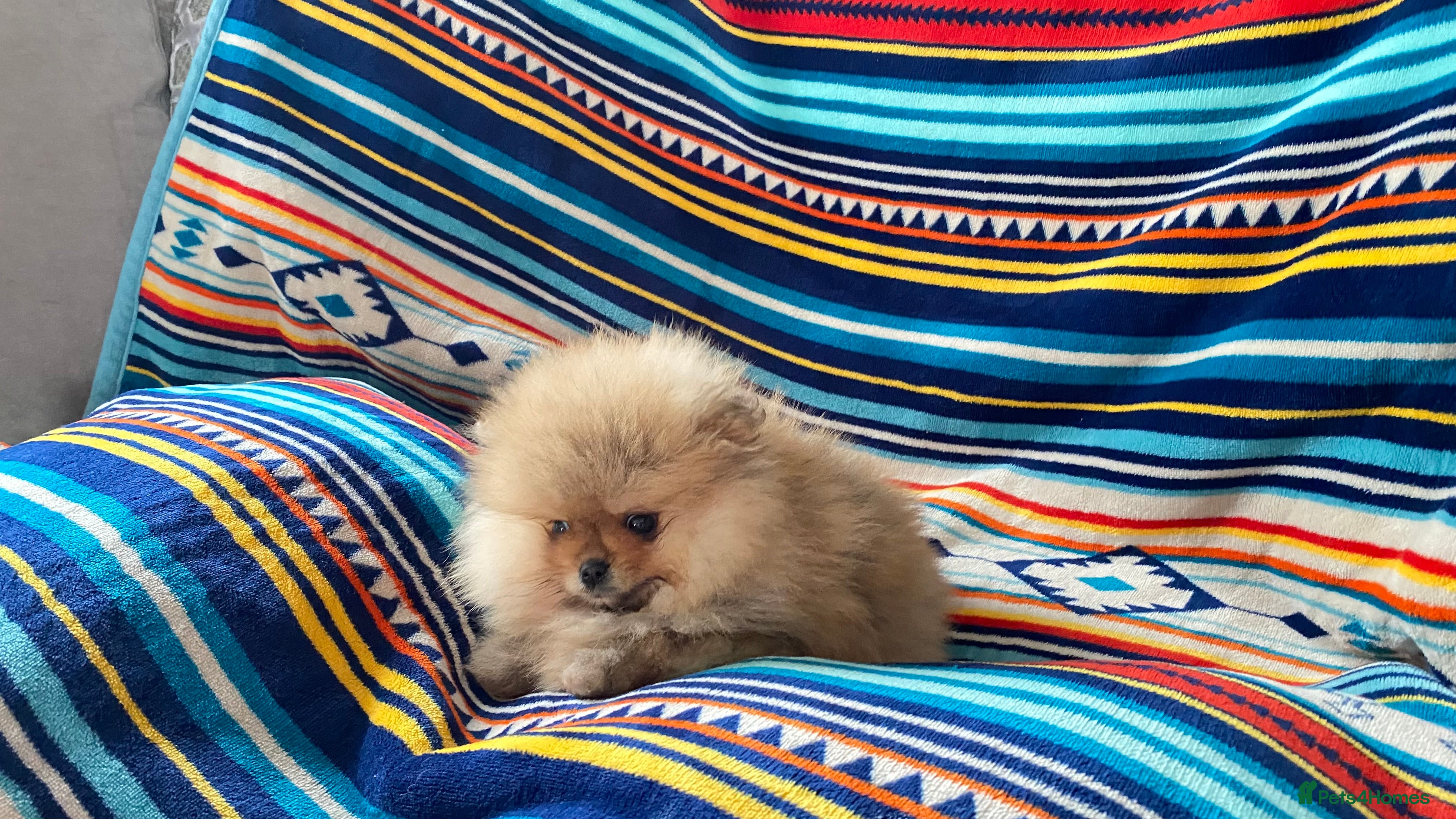 Pomeranian dogs pomaranian puppy for sale  - Advert 6