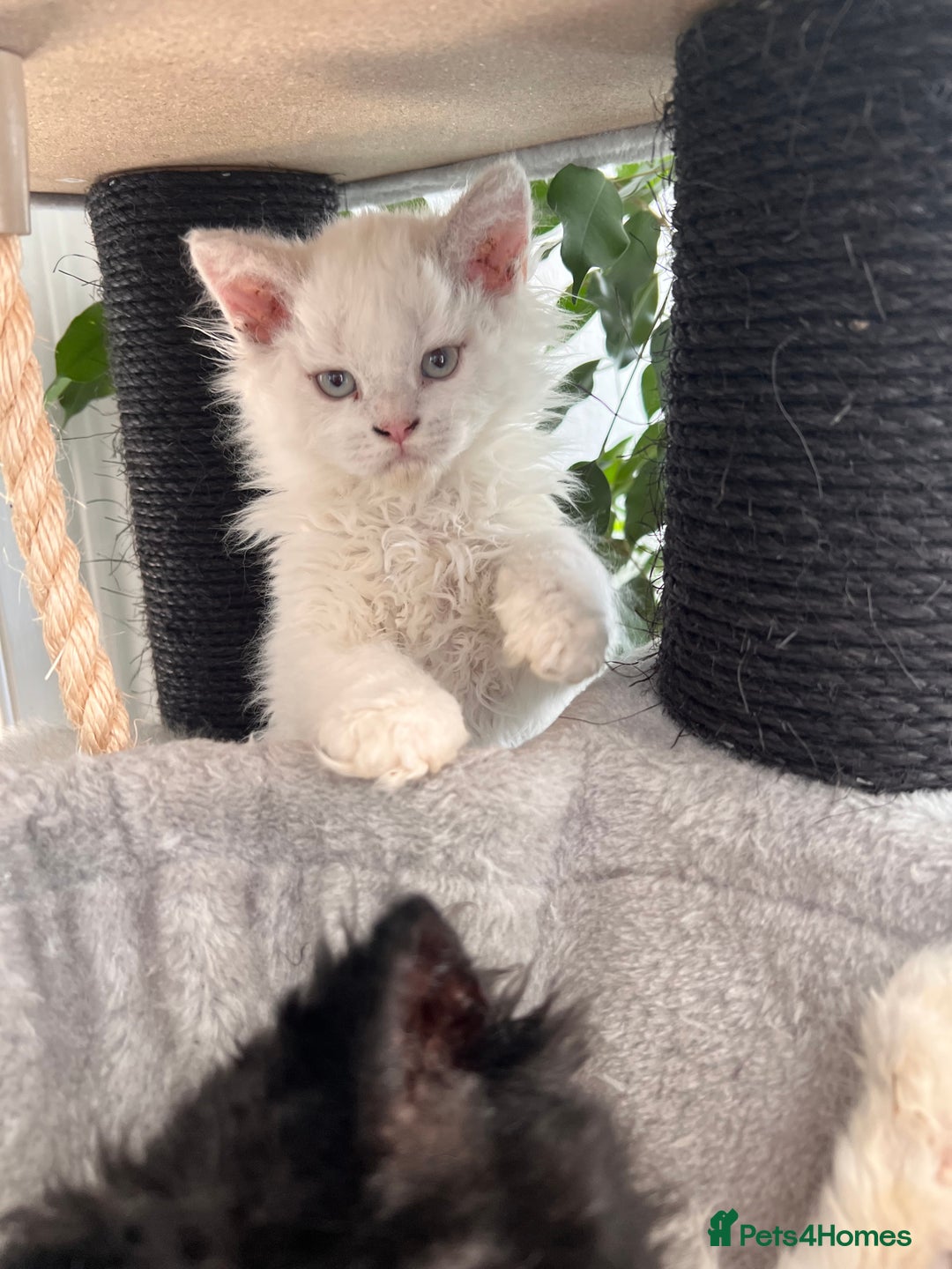 Selkirk Rex cats for sale: Gorgeous Selkirk Rex kittens - Image 4