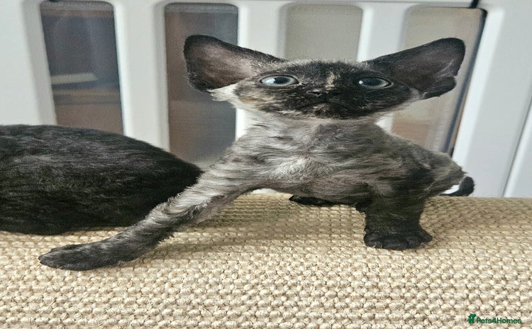 Devon Rex cats - Advert 1