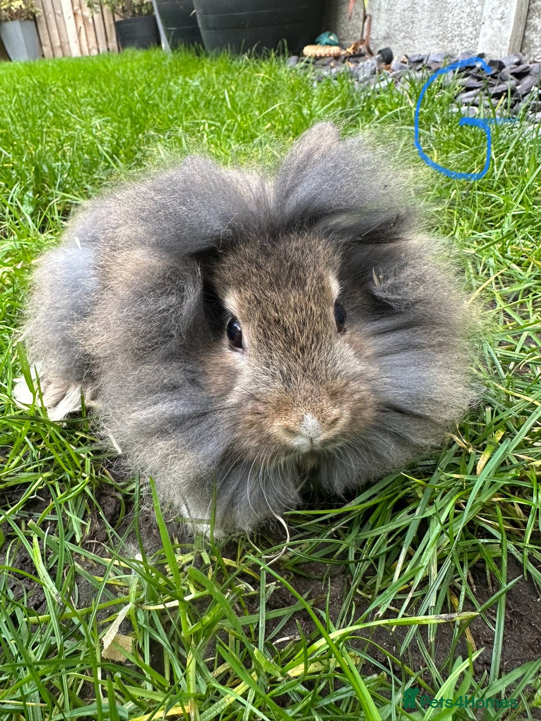 Lionhead rabbits for sale: Lionhead Rabbits For Sale  - Advert 7