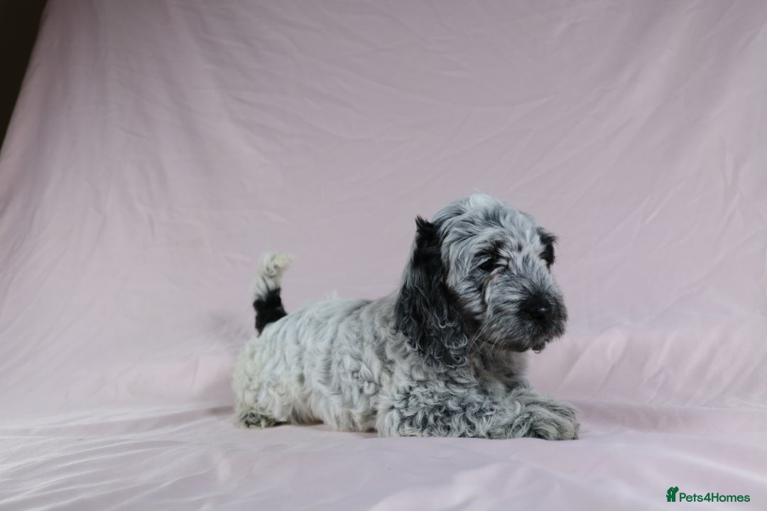 Cockapoo dogs for sale: Ready now beautiful litter F1B cockapoo puppies  in Leicester - Image 24