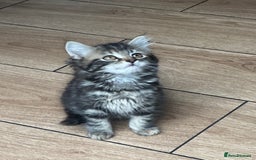 Mixed Breed cats for sale: Gorg loving kitties 4 the best homes only  - Image 8