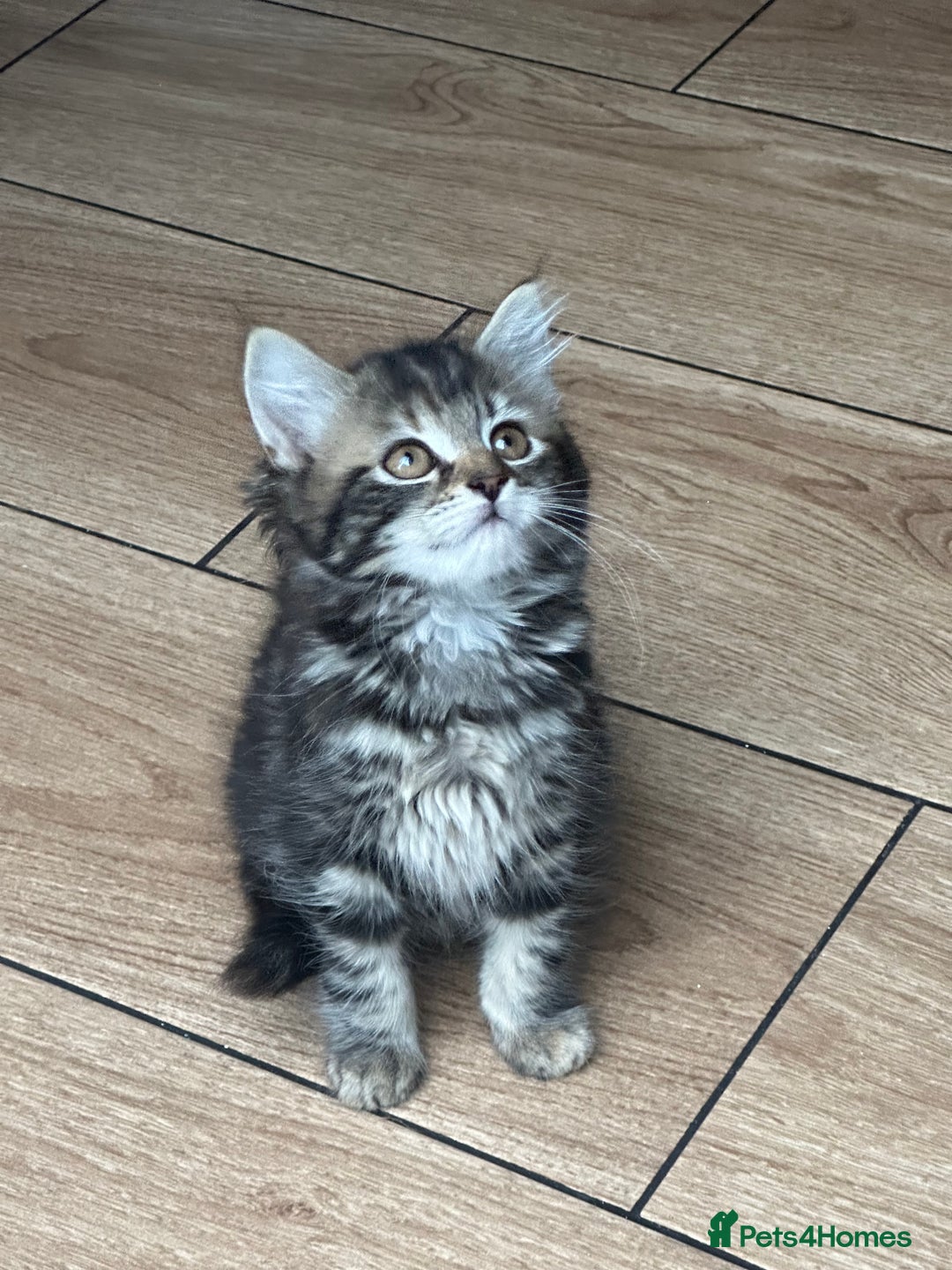Mixed Breed cats for sale: Gorg loving kitties 4 the best homes only  - Image 8