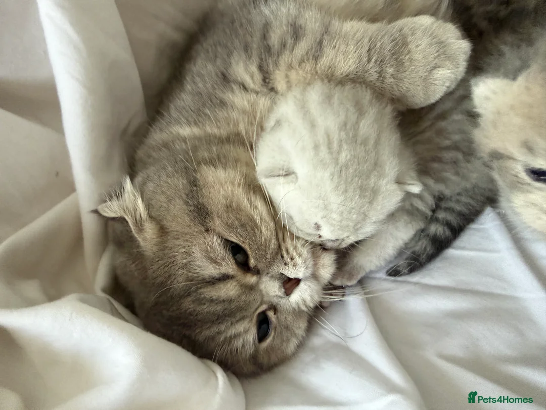 Scottish Fold cats for sale: Scottish Fold x Pedigree British Shorthair Kittens in Tipton - Advert 2