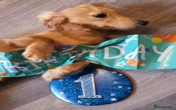 Miniature Dachshund dogs for stud: Beautiful KC Mini Long.H Full Eng. Cream Stud 🤍🐾 - Image 9