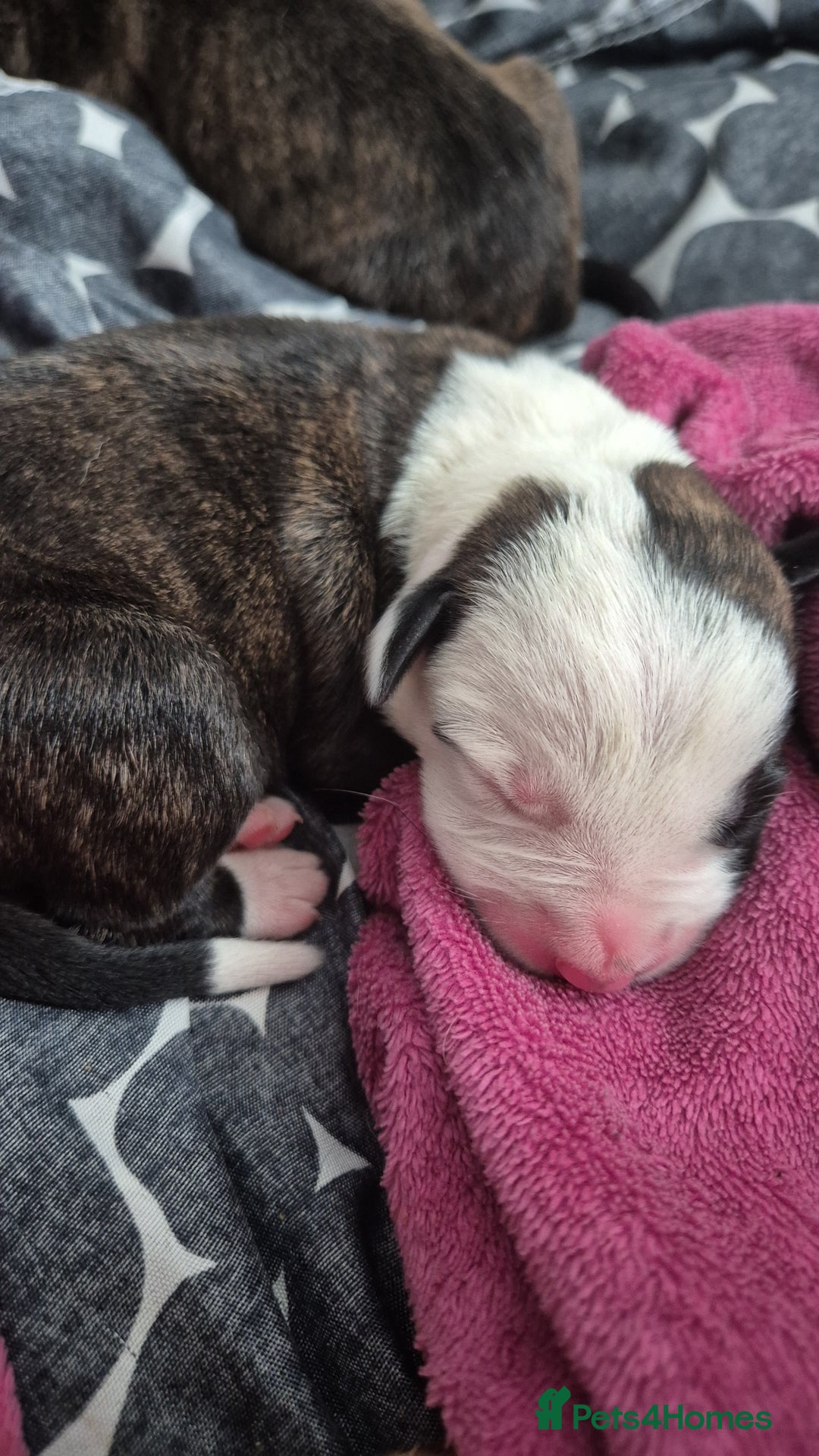 Mixed Breed dogs for sale: 8 beautiful huntaway x presa canario puppies  - Image 4