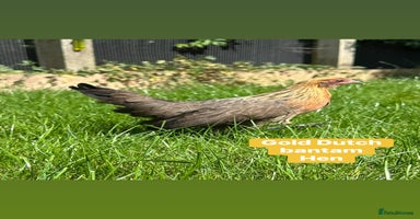 Chickens poultry - Advert 3