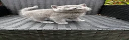 British Shorthair cats for sale: Outstanding British Shorthair kittens  - Advert 1