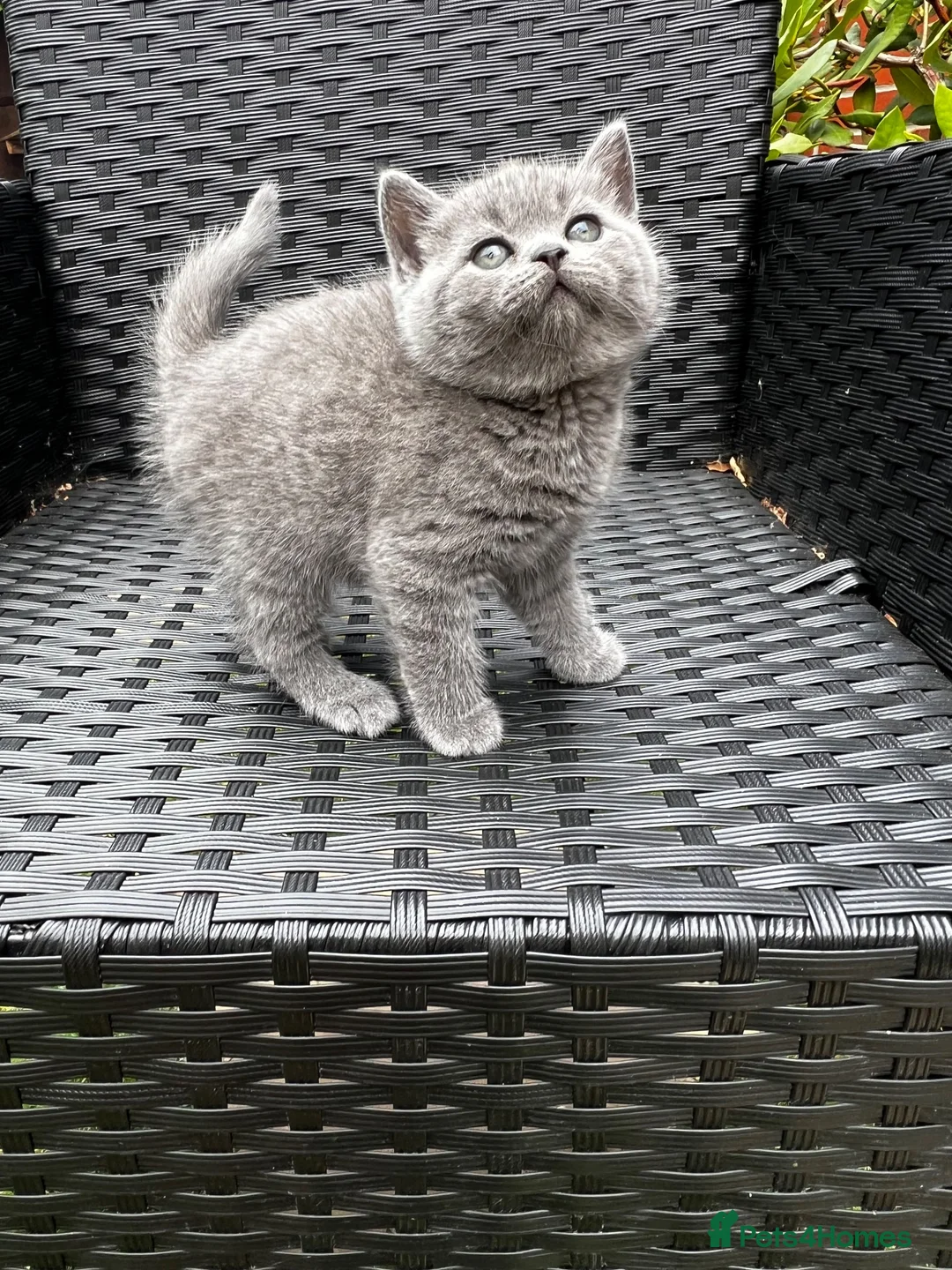 British Shorthair cats for sale: Outstanding British Shorthair kittens  - Advert 1