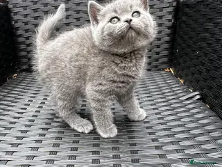 British Shorthair cats Outstanding British Shorthair kittens - Advert 3