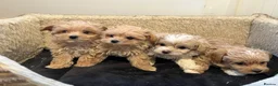 Maltipoo dogs for sale: 💙Maltipoo F1 puppies🩷 - Advert 3
