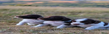 English Springer Spaniel 2