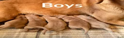 Labrador Retriever dogs for sale: Beautiful KC pups,health tested parents&many FTCHs - Advert 4
