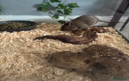 Degus rodents for sale: 2 Degus brothers for sale age 1.5 years - Image 2