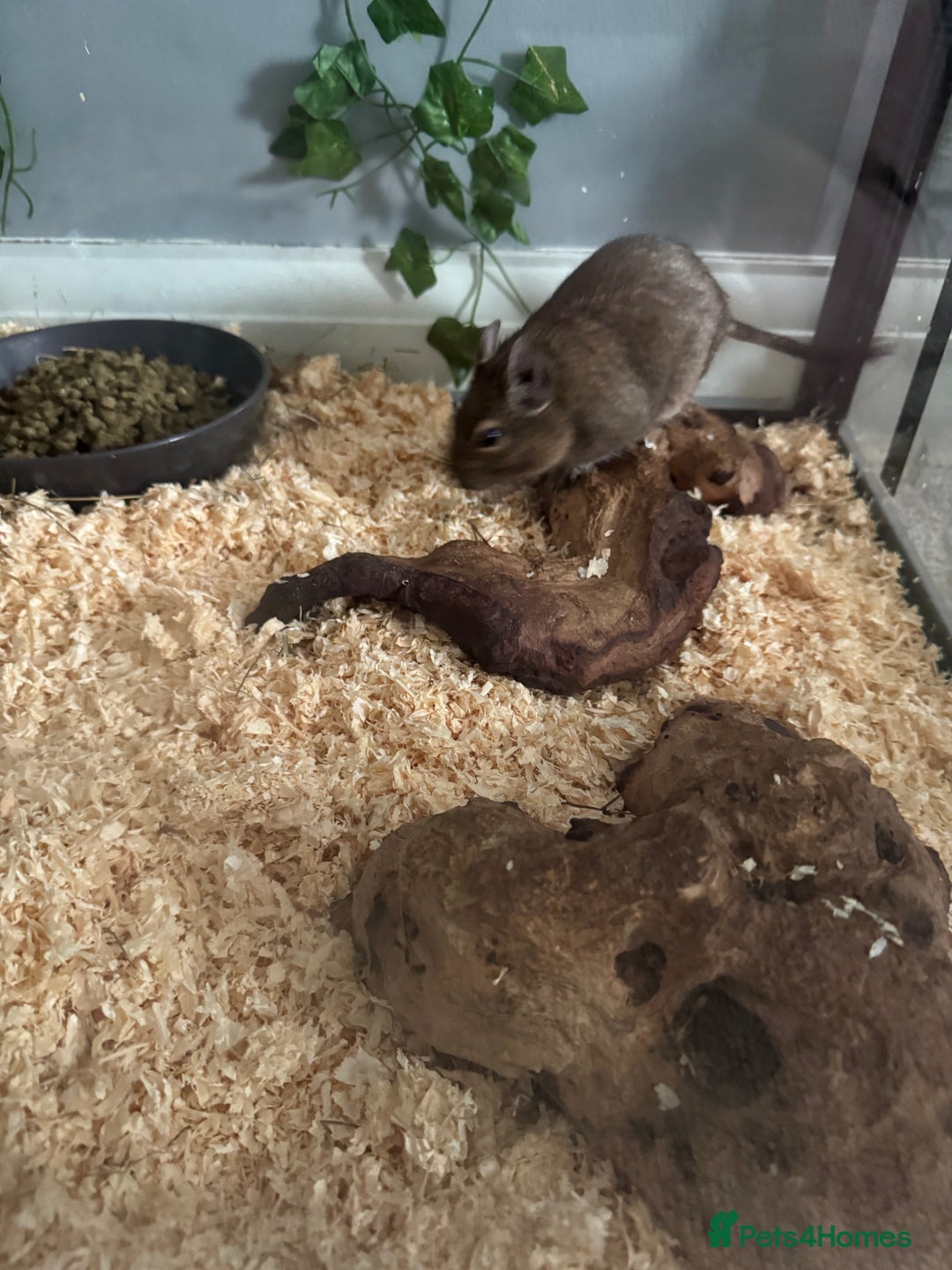 Degus rodents for sale: 2 Degus brothers for sale age 1.5 years - Image 2