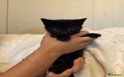 Domestic Shorthair cats for sale: Kittens  - Image 8