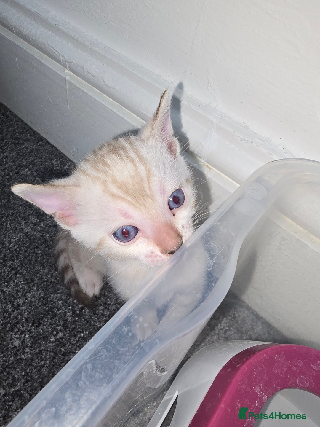 Bengal cats for sale: SNOW BENGAL BLUE EYES TICA PET/ACTIVE - Image 4