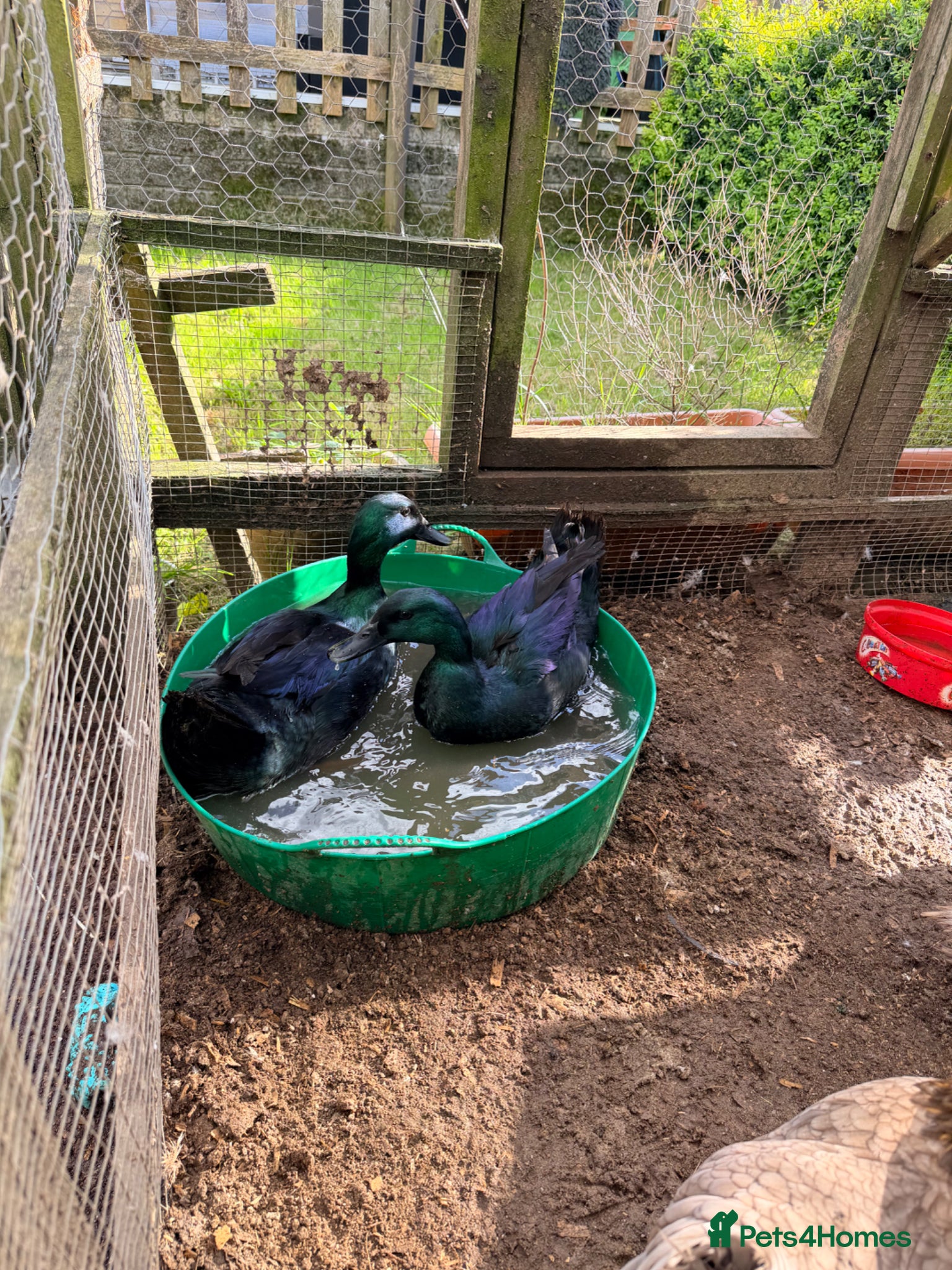 Ducks poultry Male ducks - Advert 1