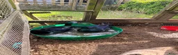 Ducks poultry for sale: Male ducks in Blackwood - Advert 1
