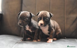 Staffordshire Bull Terrier dogs for sale: Stunning KC Staffordshire bull terrier puppies - Image 3