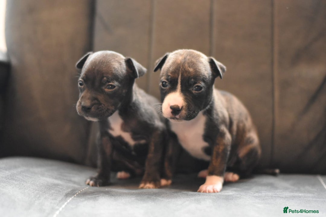 Staffordshire Bull Terrier dogs for sale: Stunning KC Staffordshire bull terrier puppies - Image 3