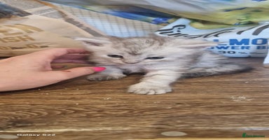 Maine Coon cats - Advert 3