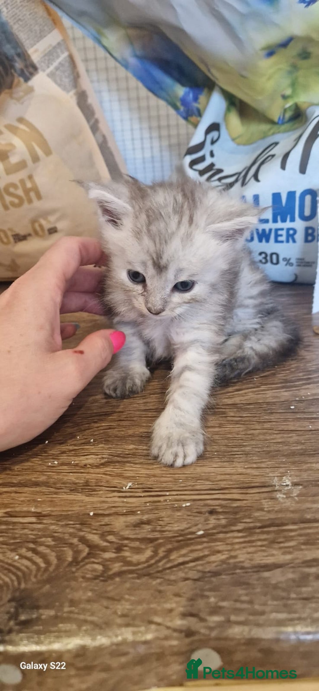 Maine Coon cats for sale: 5 Amazing Maine Coon kittens  - Image 24
