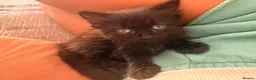 Mixed Breed cats for sale: Beautiful cocoa boy cat for sale  - Advert 8
