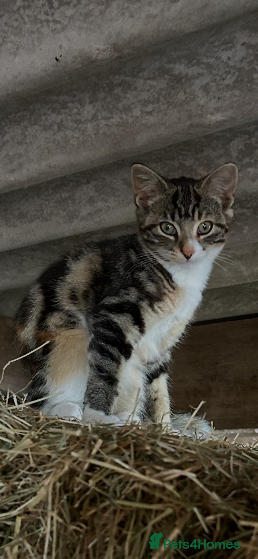 Mixed Breed cats Beautiful kitten for sale. - Advert 6