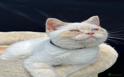 British Shorthair cats for sale: Adorable British Shorthair Kittens. in Clitheroe - Image 4
