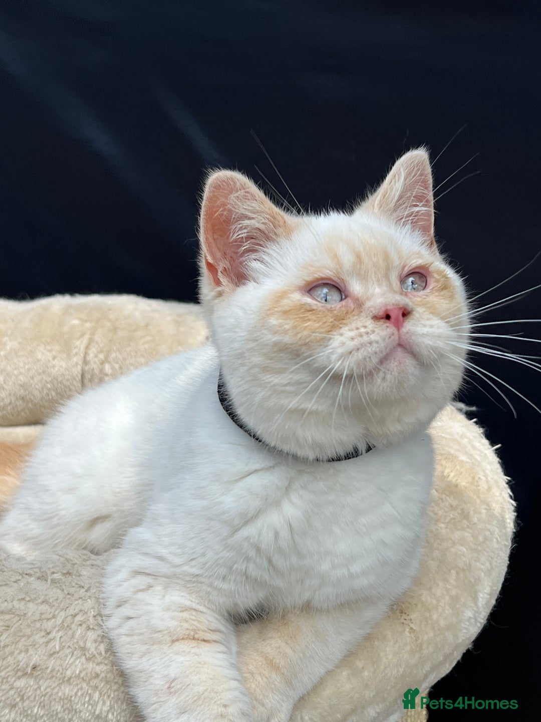 British Shorthair cats for sale: Adorable British Shorthair Kittens. in Clitheroe - Image 4