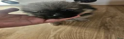 Pomeranian dogs for sale: Pomeranian puppies - Advert 3