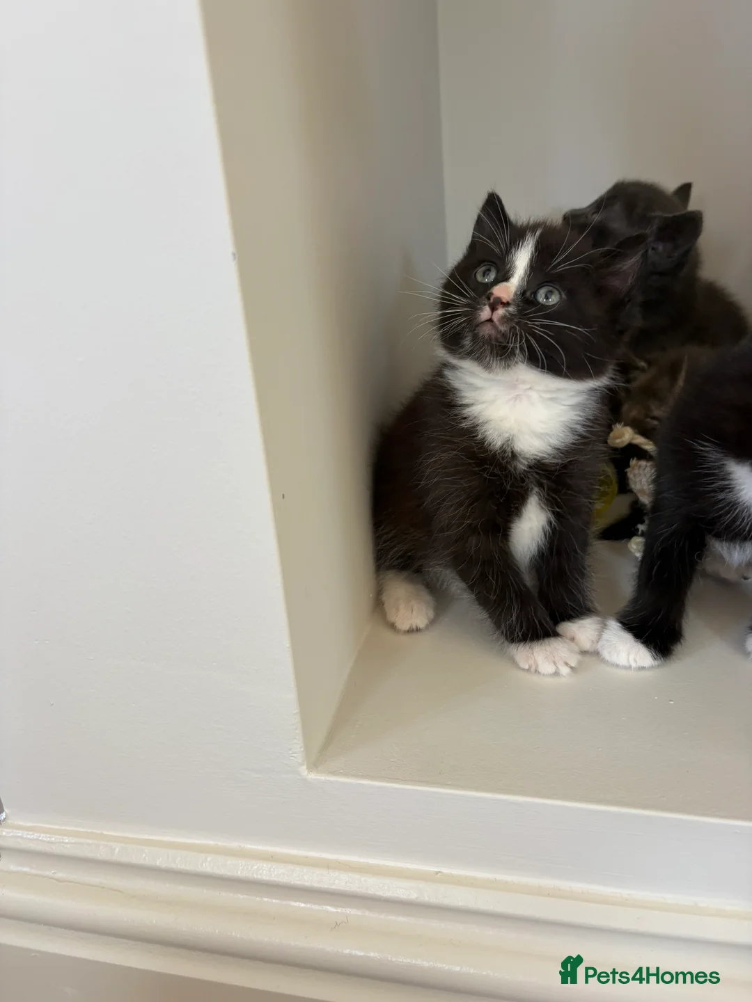 Ragdoll cats for sale: Baby ragdoll kittens  in Rayleigh - Advert 9