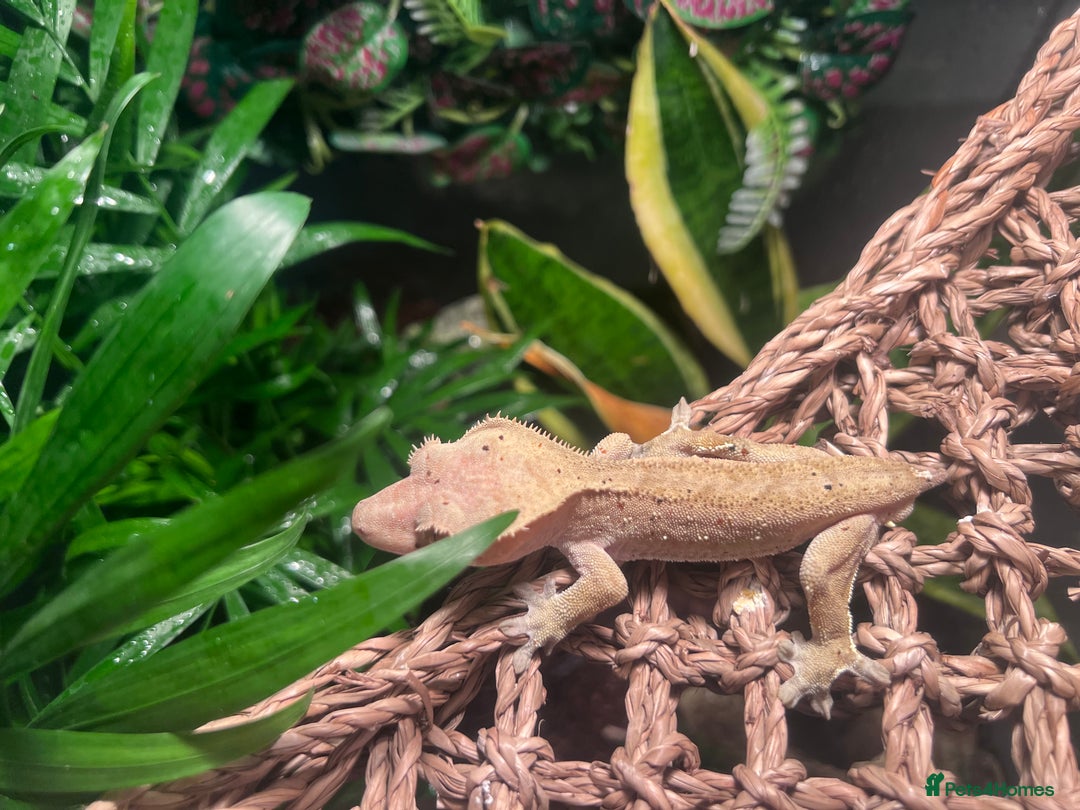 Gecko reptiles for sale: 2 baby crested geckos in Dunmow - Image 7