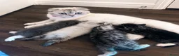 Scottish Fold cats for sale: Kittens from a Scottish fold mother  in Aylesbury - Advert 1