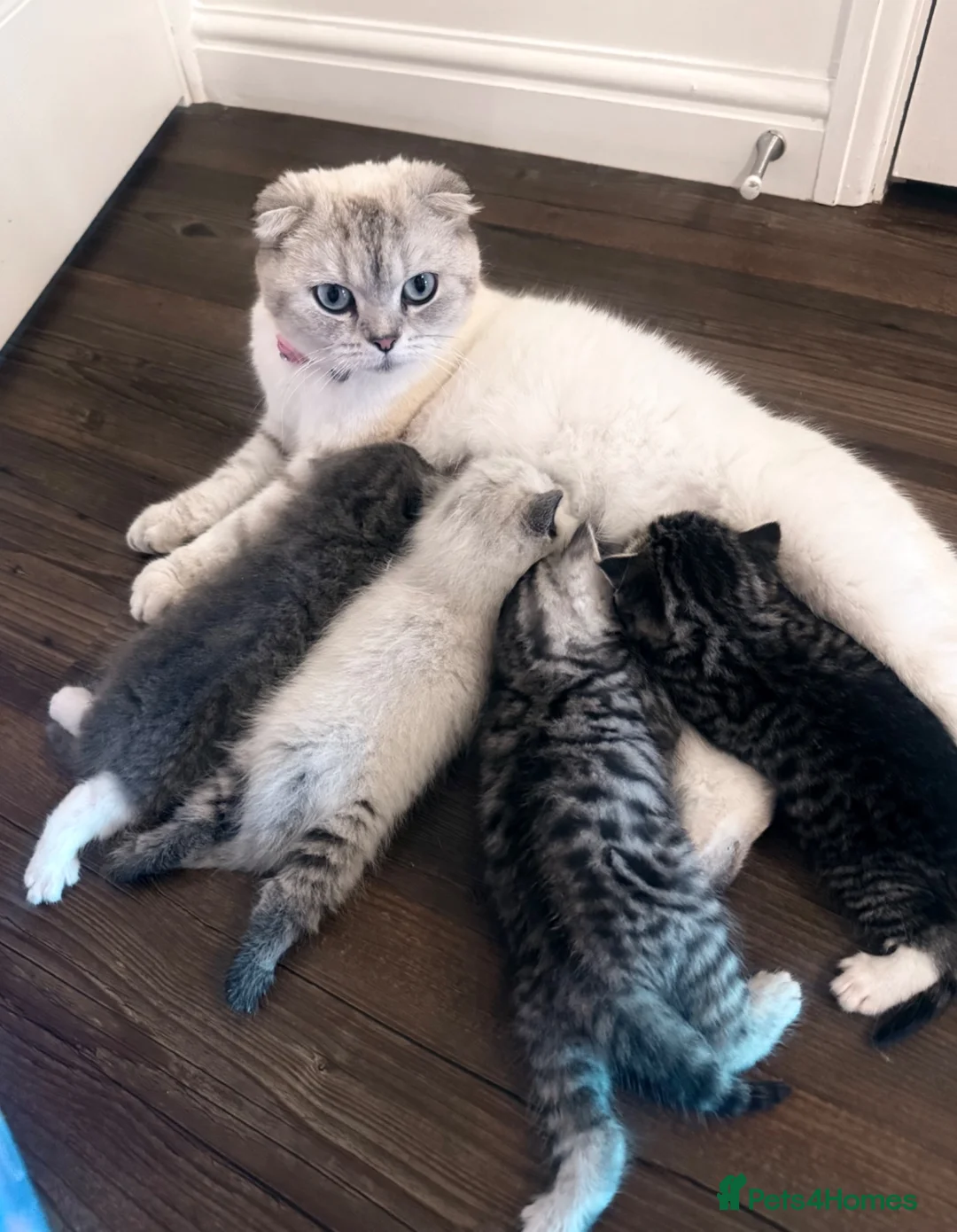 Scottish Fold cats for sale: Kittens from a Scottish fold mother  in Aylesbury - Advert 1