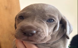 Weimaraner dogs for sale: Stunning Weimareners - Image 4