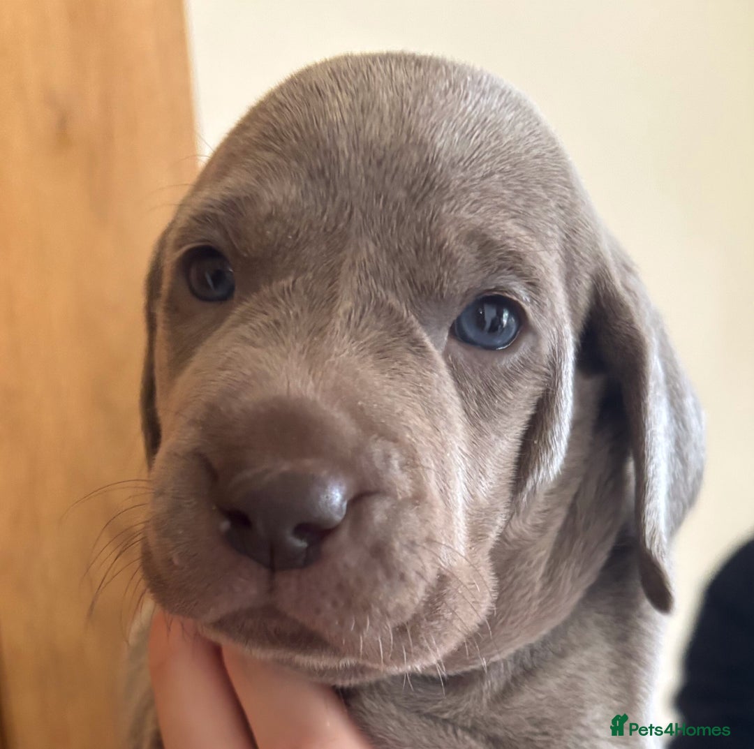 Weimaraner dogs for sale: Stunning Weimareners - Image 4