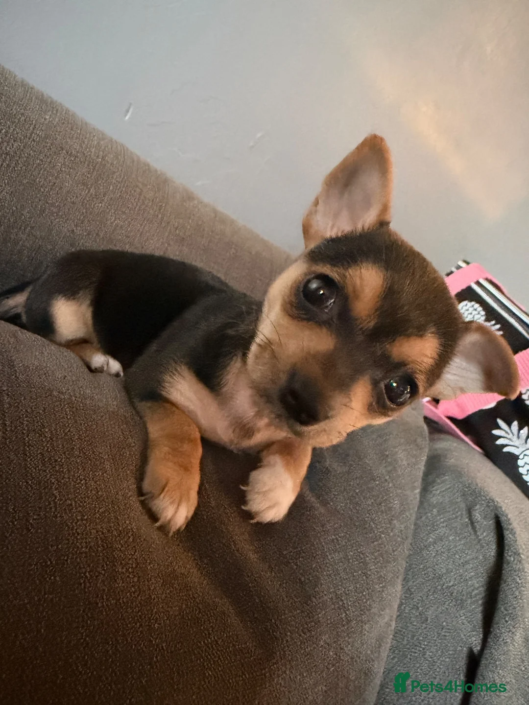 Jack Chi dogs for sale: Beautiful puppy in Peterborough - Advert 2
